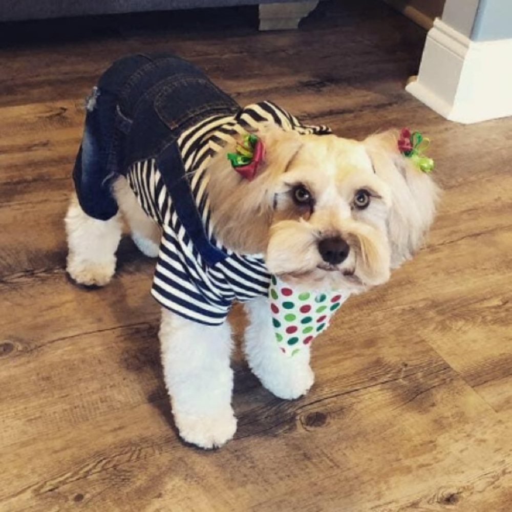 Overall puppy outfit !
